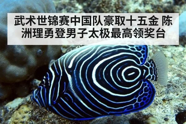 武术世锦赛中国队豪取十五金 陈洲理勇登男子太极最高领奖台